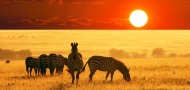 African Safari & Tour